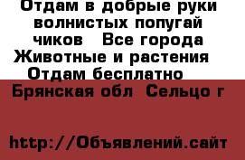 Отдам в добрые руки волнистых попугай.чиков - Все города Животные и растения » Отдам бесплатно   . Брянская обл.,Сельцо г.